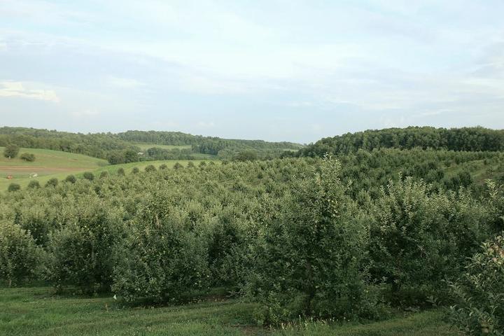 Arrowhead Orchard in Paris, Ohio