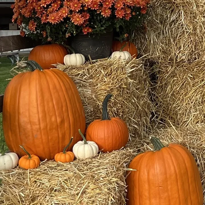 Pumpkins, mums, and straw bales at Badger Pumpkin Patch in West Salem, Ohio