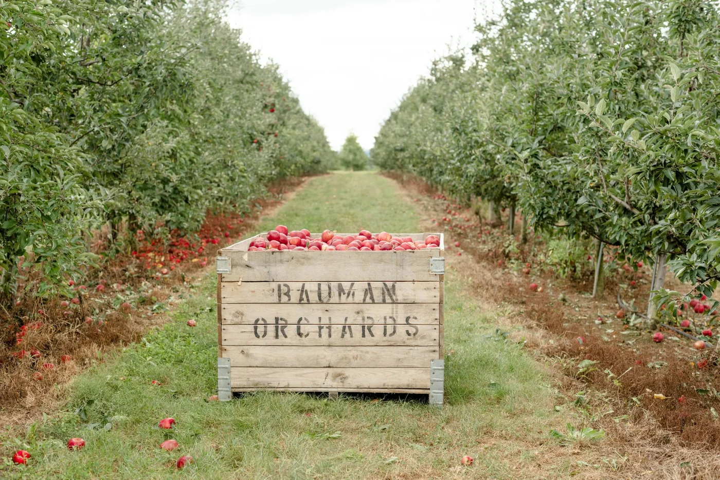 Apple bins between orchard rows at Bauman Orchards in Rittman, Ohio