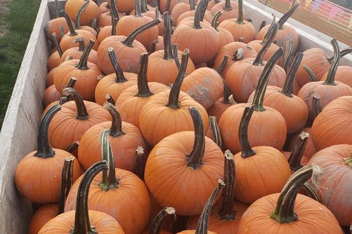 Brasee's Corn Maze & Pumpkin Patch in Wellington, Ohio