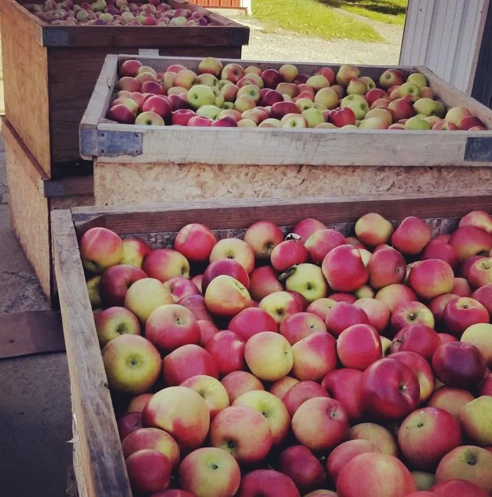 Bins of freshly picked apples at Cold Springs Orchards in Rock Creek, Ohio