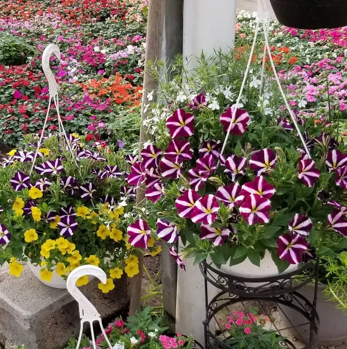 Flower baskets at the farm market at Dunkler's Farm Market in Akron, Ohio