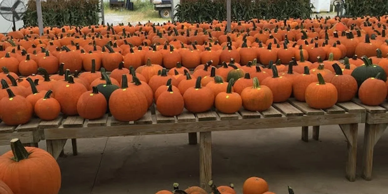 Tables filled with pumpkins at Fitch's Farm Market in Avon, Ohio