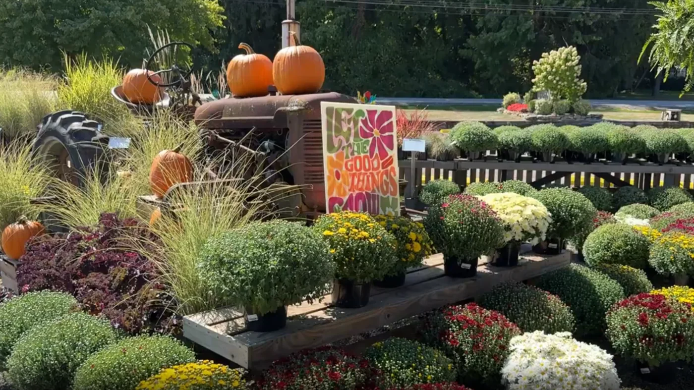 Pumpkins and mums in the fall garden display at Graf Growers in Akron, Ohio