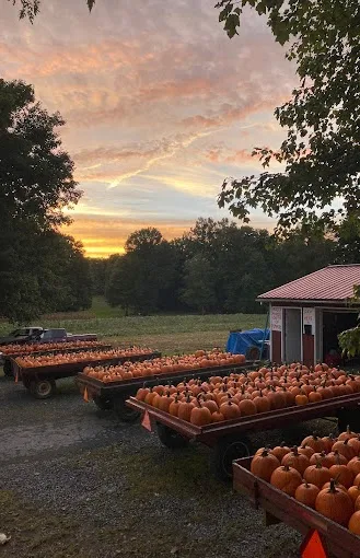 Rows of pumpkins at Innocenzi Pumpkin Farm