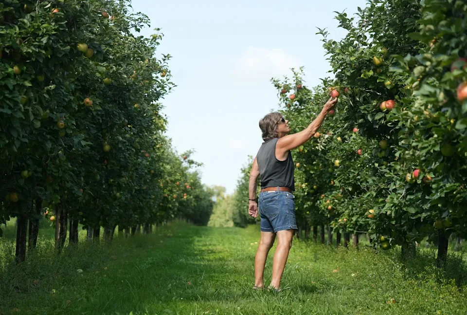 An orchard worker checking apples on the trees at Kuner's Fruit Farm in Clinton, Ohio