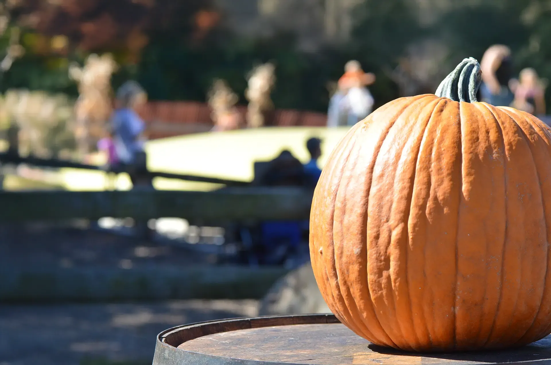A pumpkin at Mapleside Farms’ Pumpkin Village in Brunswick