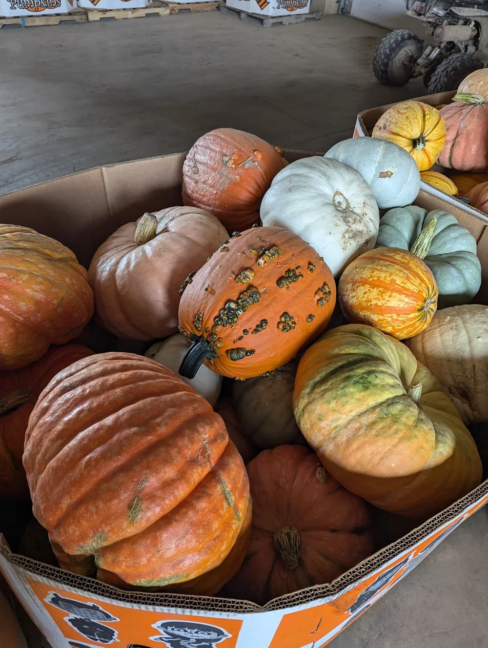 Colorful pumpkins and gourds in a market basket at McMaster Farms in Columbiana, Ohio