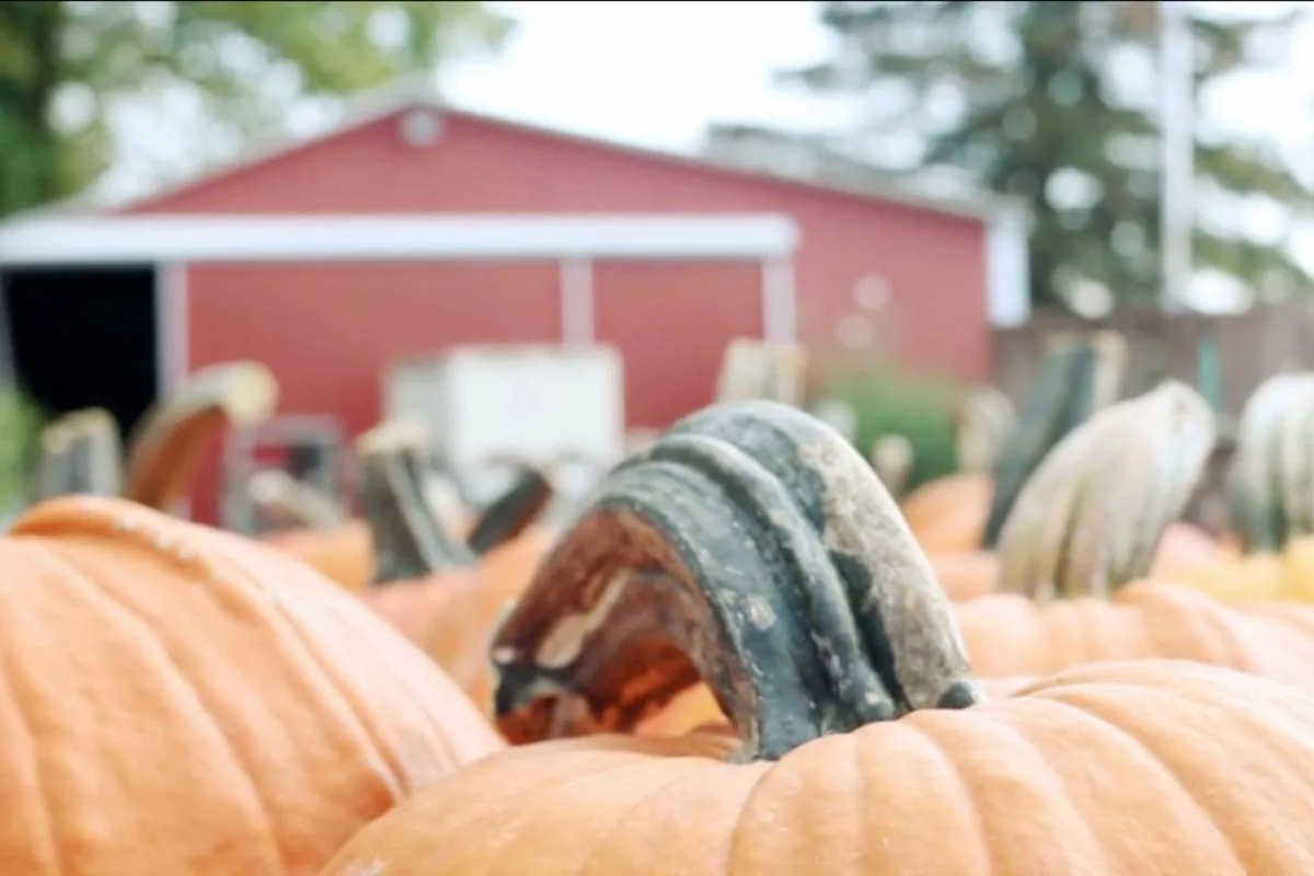 Pumpkins in front of the red farm building at Moreland Fruit Farm in Wooster, Ohio