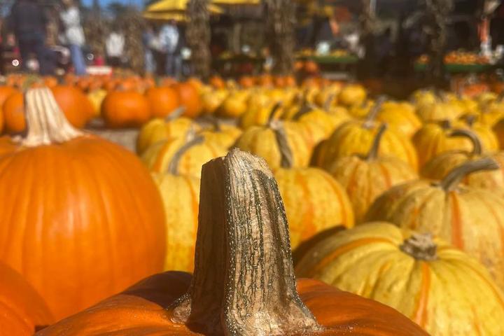 Mulberry Corners Pumpkins in Chesterland, Ohio