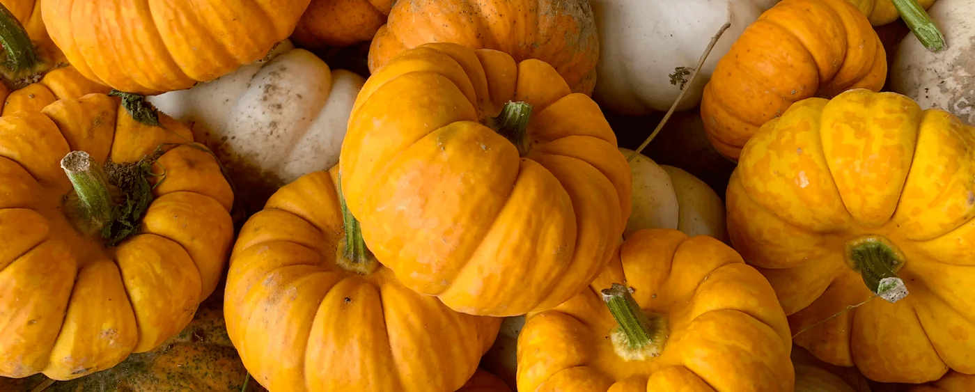 Colorful gourds at the farm at Nickajack Farms in North Lawrence, Ohio