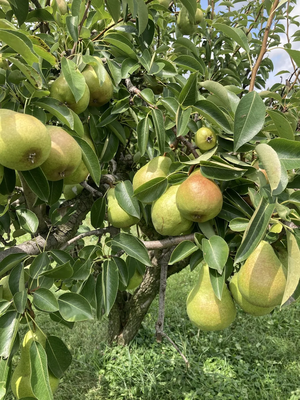 Pears growing on the orchard trees at Pick n' Save Orchard in Medina, Ohio