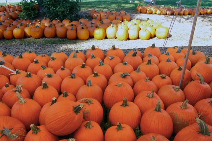 Pumpkinville in Kirtland, Ohio