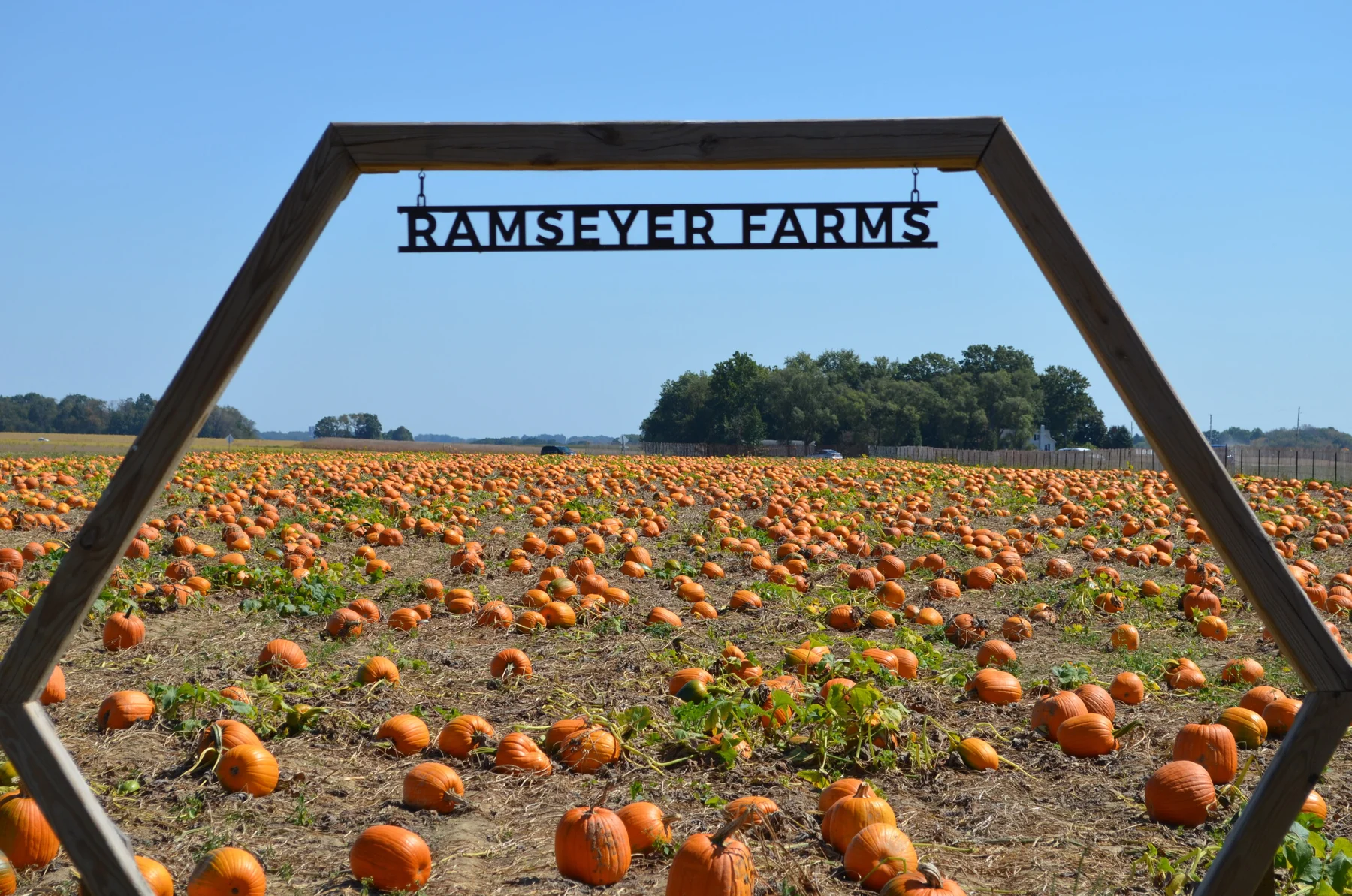 Pumpkin field at Ramseyer Farms in Northeast Ohio