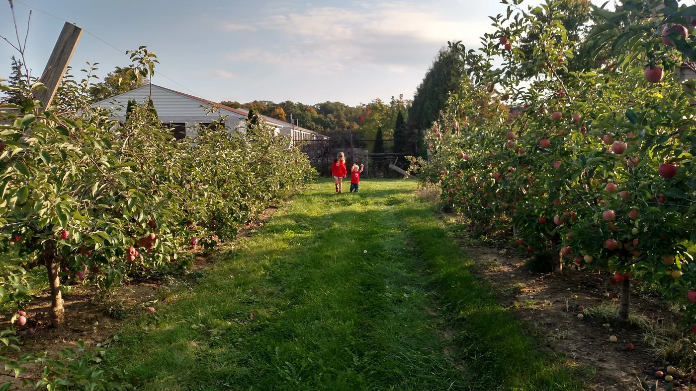 Rows of trees at the orchard at Ransom Sage Farm in Chardon, Ohio
