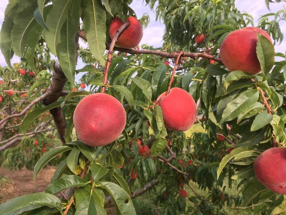 Ripe apples on the branches at Rittman Orchards in Doylestown, Ohio