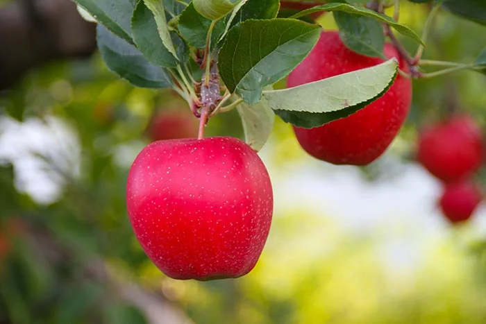 Apples growing on the trees at Sage's Apples in Chardon, Ohio