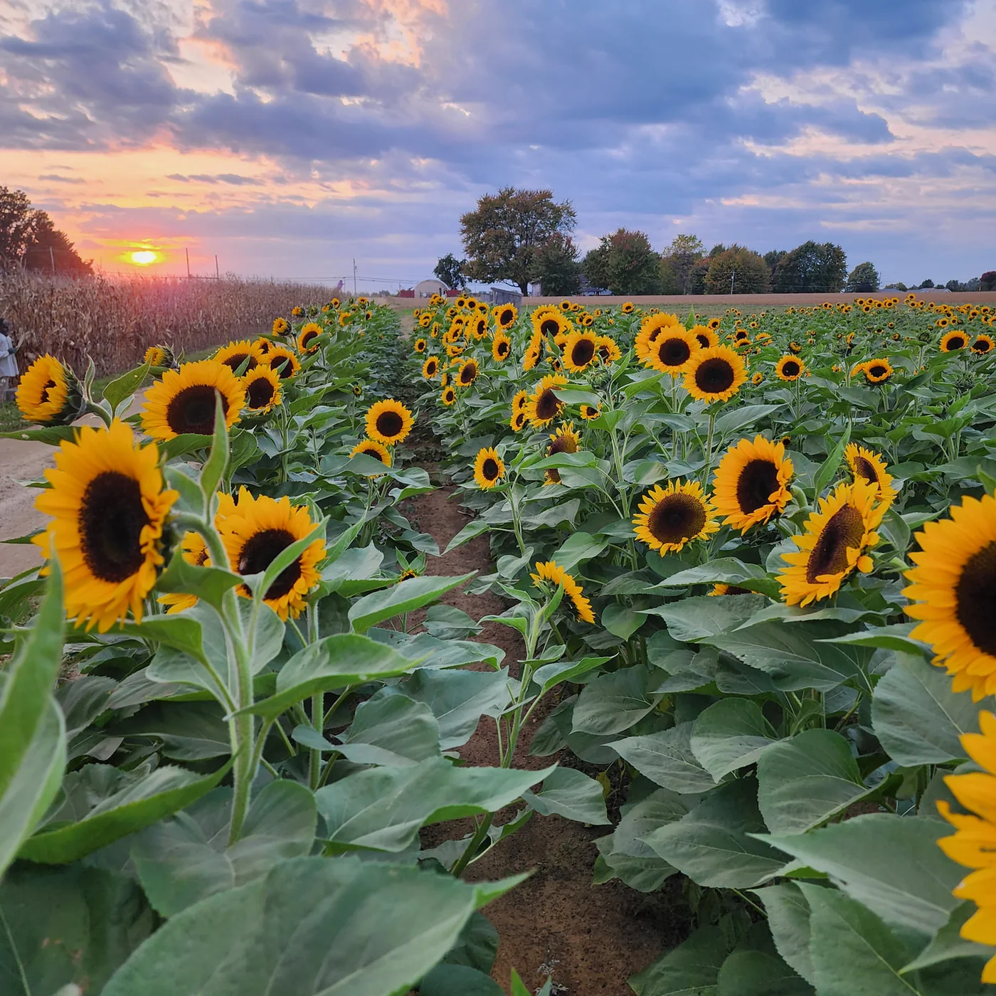 Sunflowers growing at the farm at Schuster's Pumpkin Patch in Elyria, Ohio