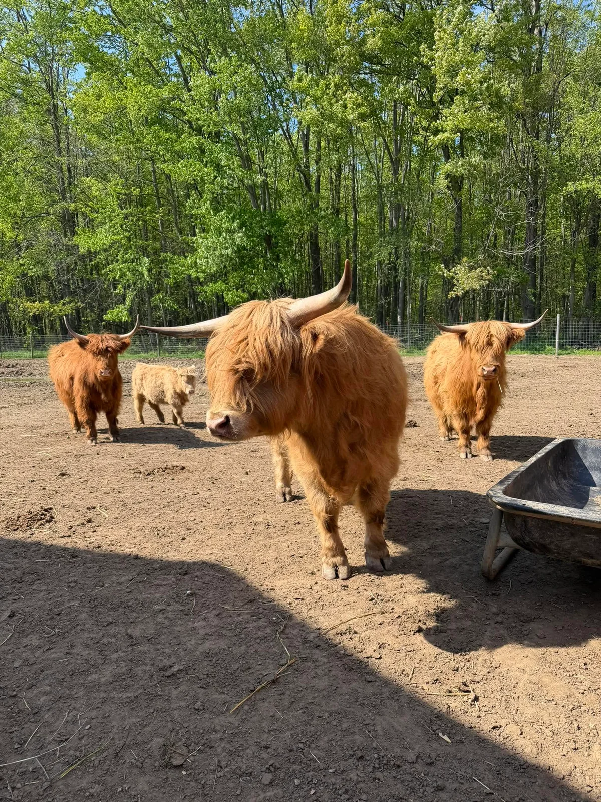 Highland cattle at Sergeeva’s Farm Market in Madison, Ohio