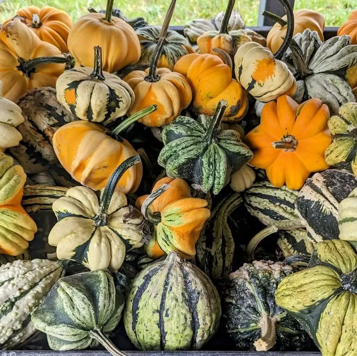 Pumpkins and gourds at Sherbourne’s Pumpkins