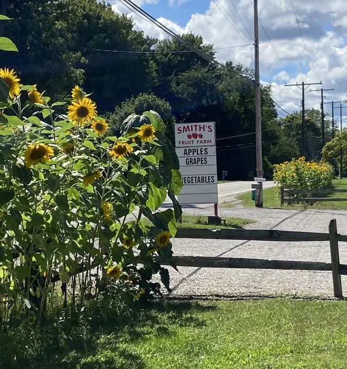 The farm sign and sunflowers at Smith's Fruit Farm in Geneva, Ohio