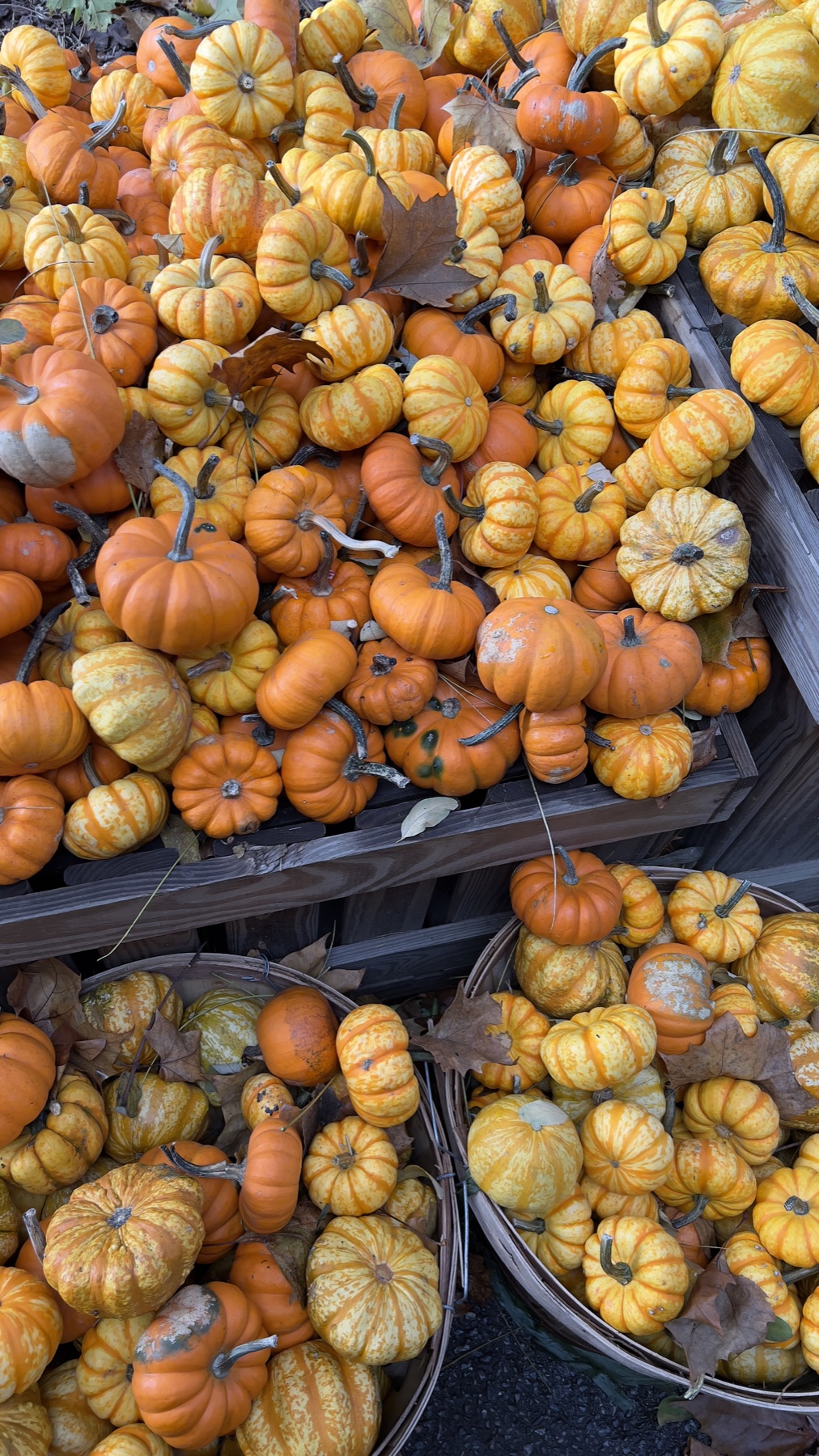 Colorful gourds in wooden bins at Szalay’s