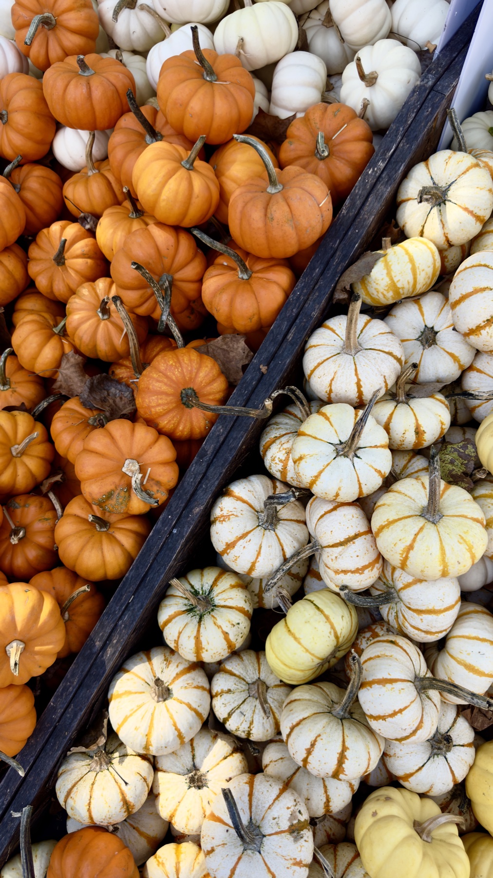 Orange and white pumpkins at Szalay’s Farm & Market, photographed by @hungryincleveland