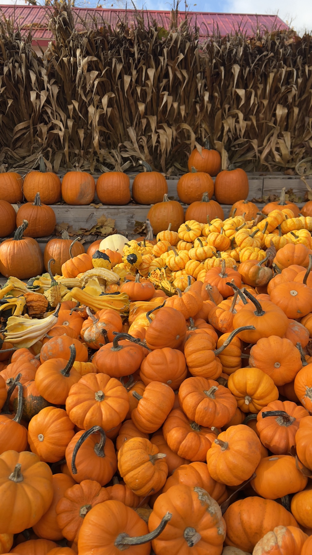 Orange pumpkins and fall gourds at Szalay’s Farm & Market