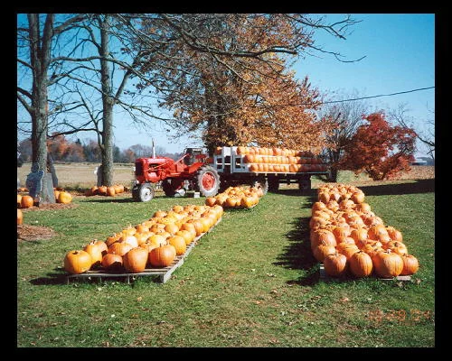 Rows of pumpkins beside the barn at Whistle Hollow Farm in Homerville, Ohio