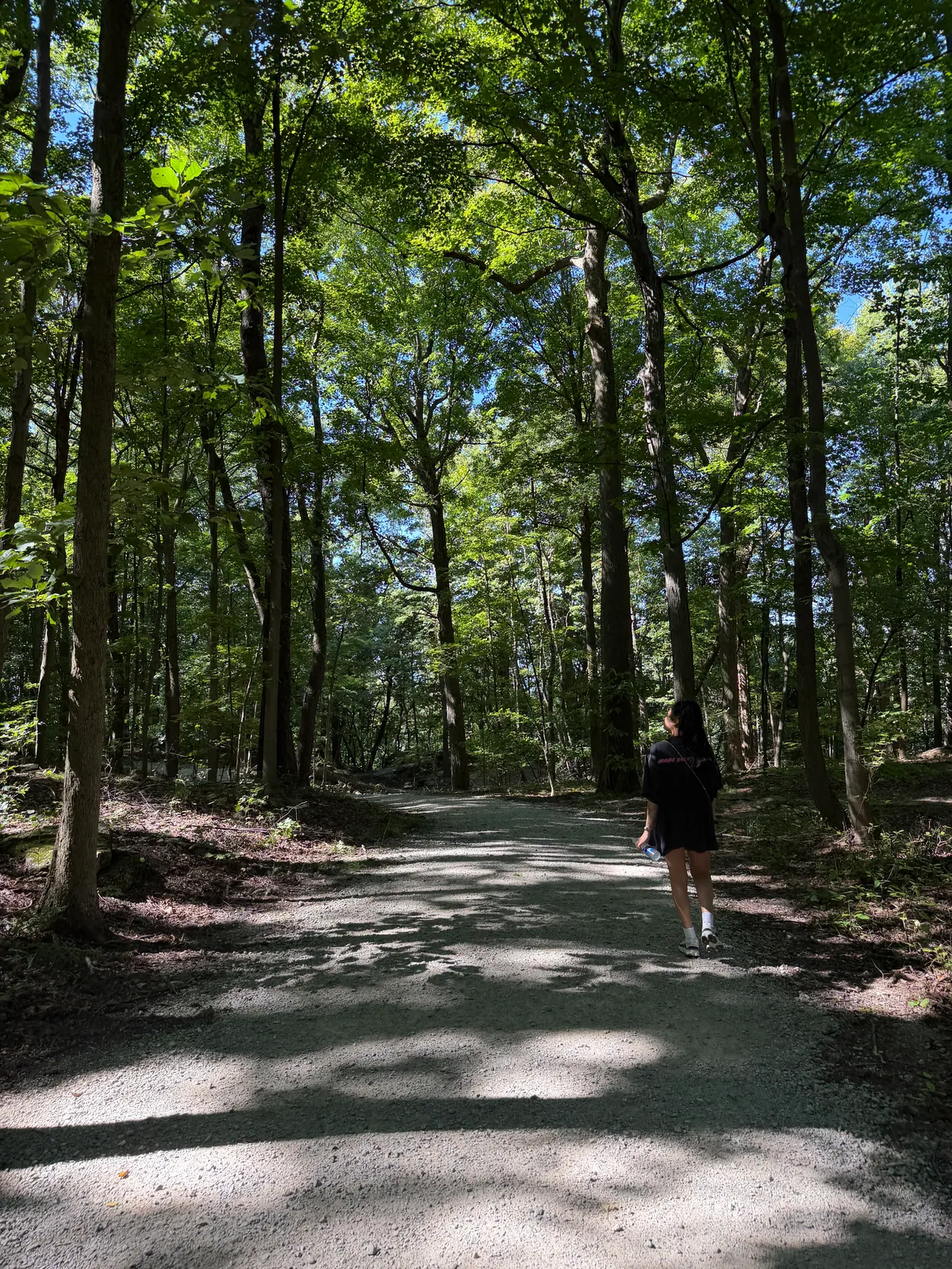 Sunlit woodland trail at Chapin Forest Reservation