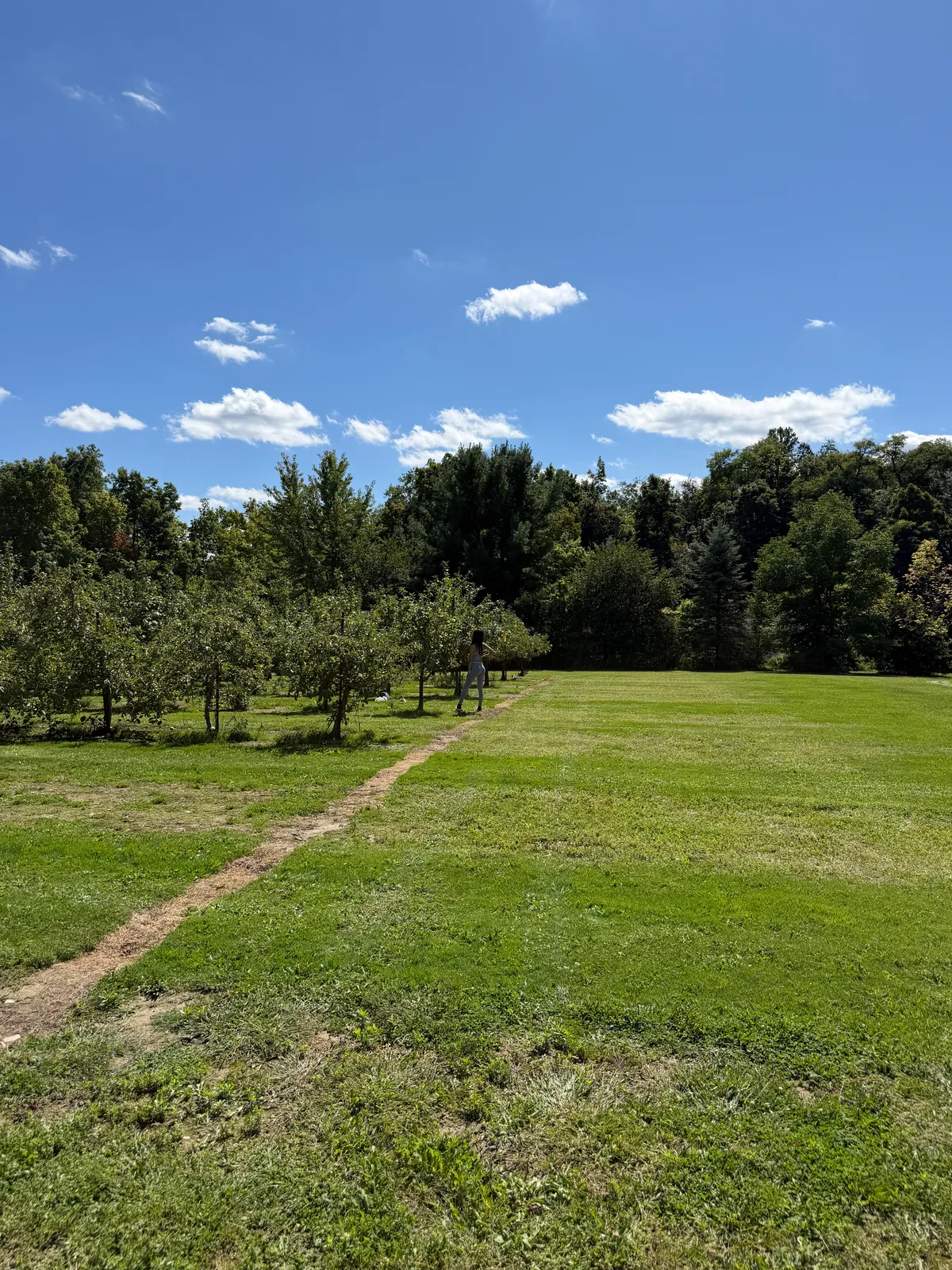 Rows of apple trees at Patterson Fruit Farm