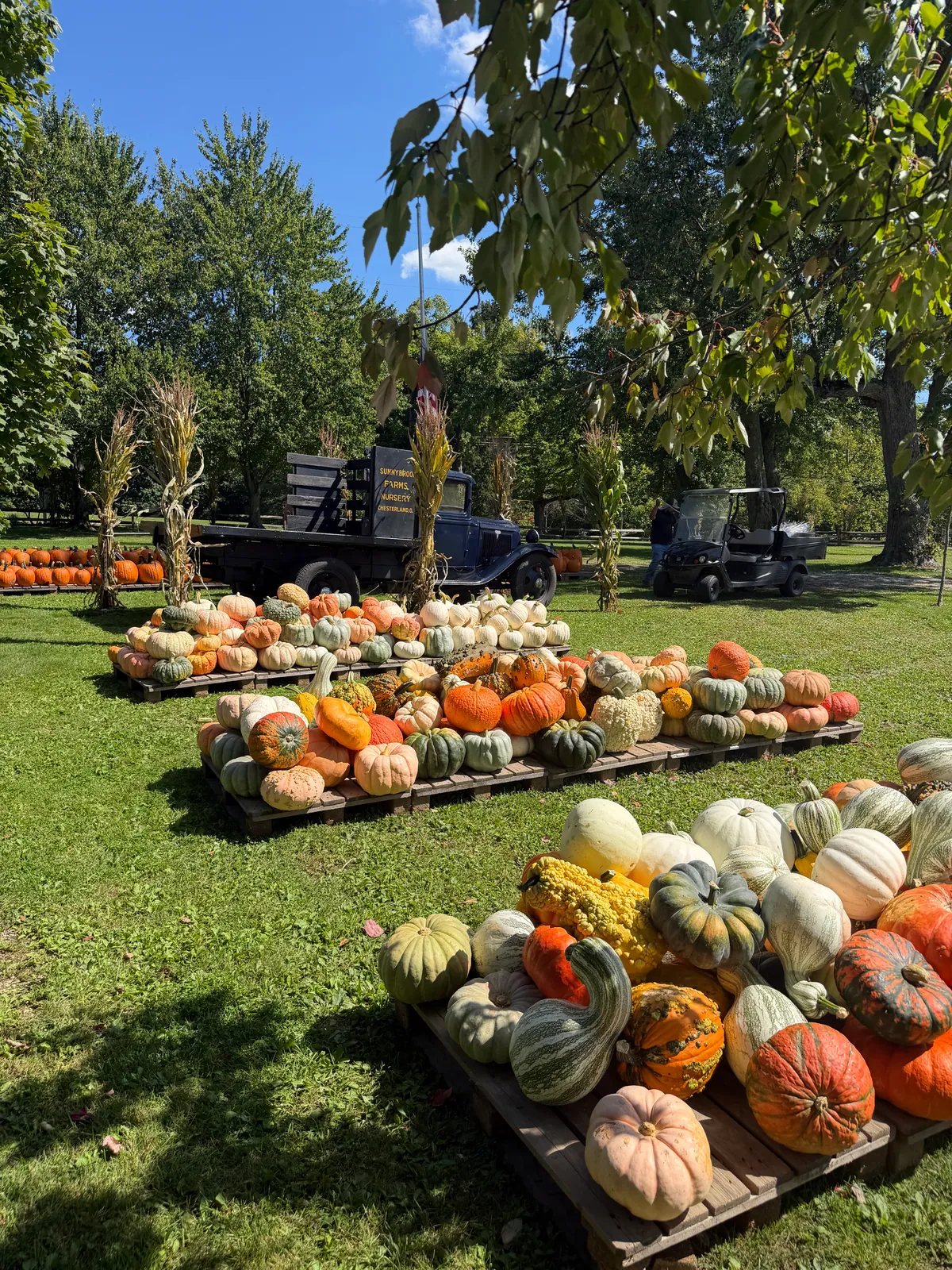 Colorful pumpkins at Sunnybrook Farms