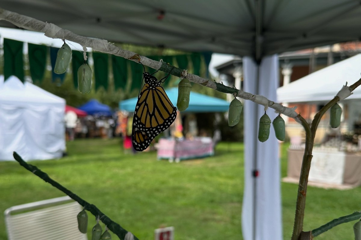 A vendor's monarch butterfly display at The Kent Flea and Makers Market in Kent, Ohio