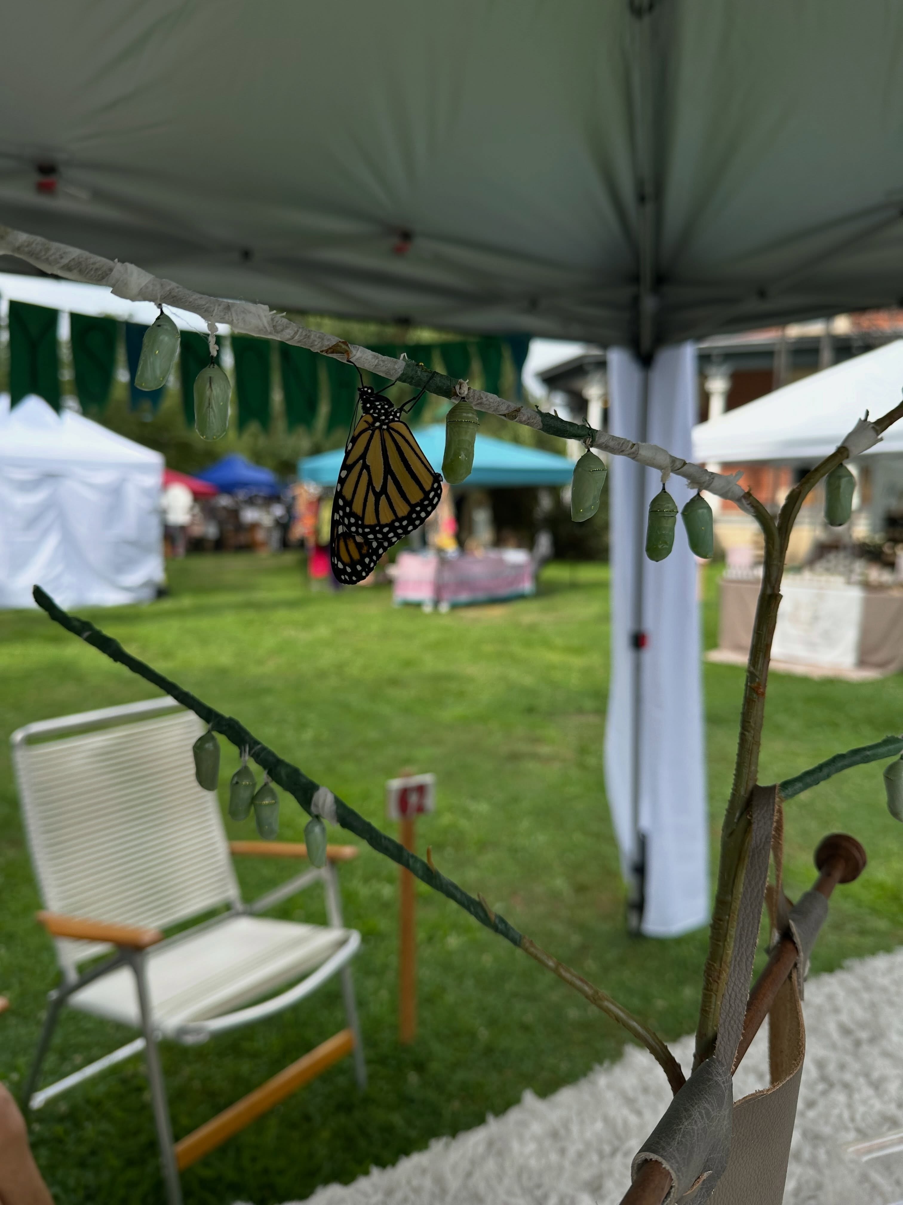 A vendor's monarch butterfly display at The Kent Flea and Makers Market in Kent, Ohio