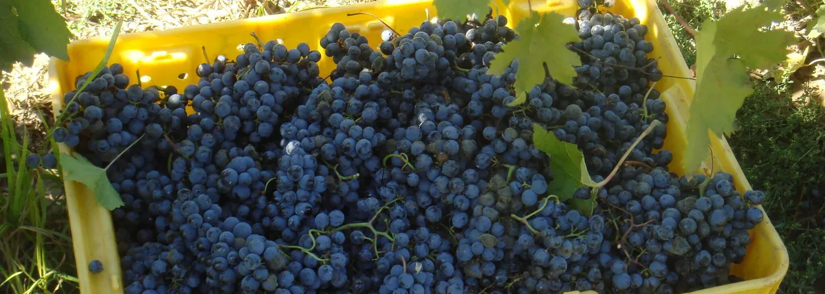 Debonné Vineyards