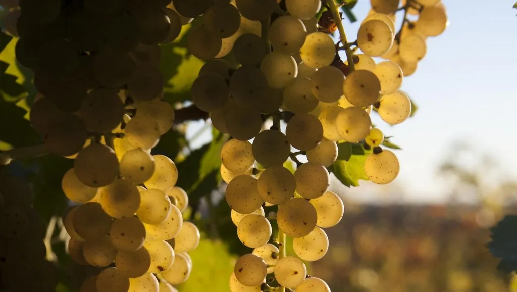 Bent Ladder Cider and Wine