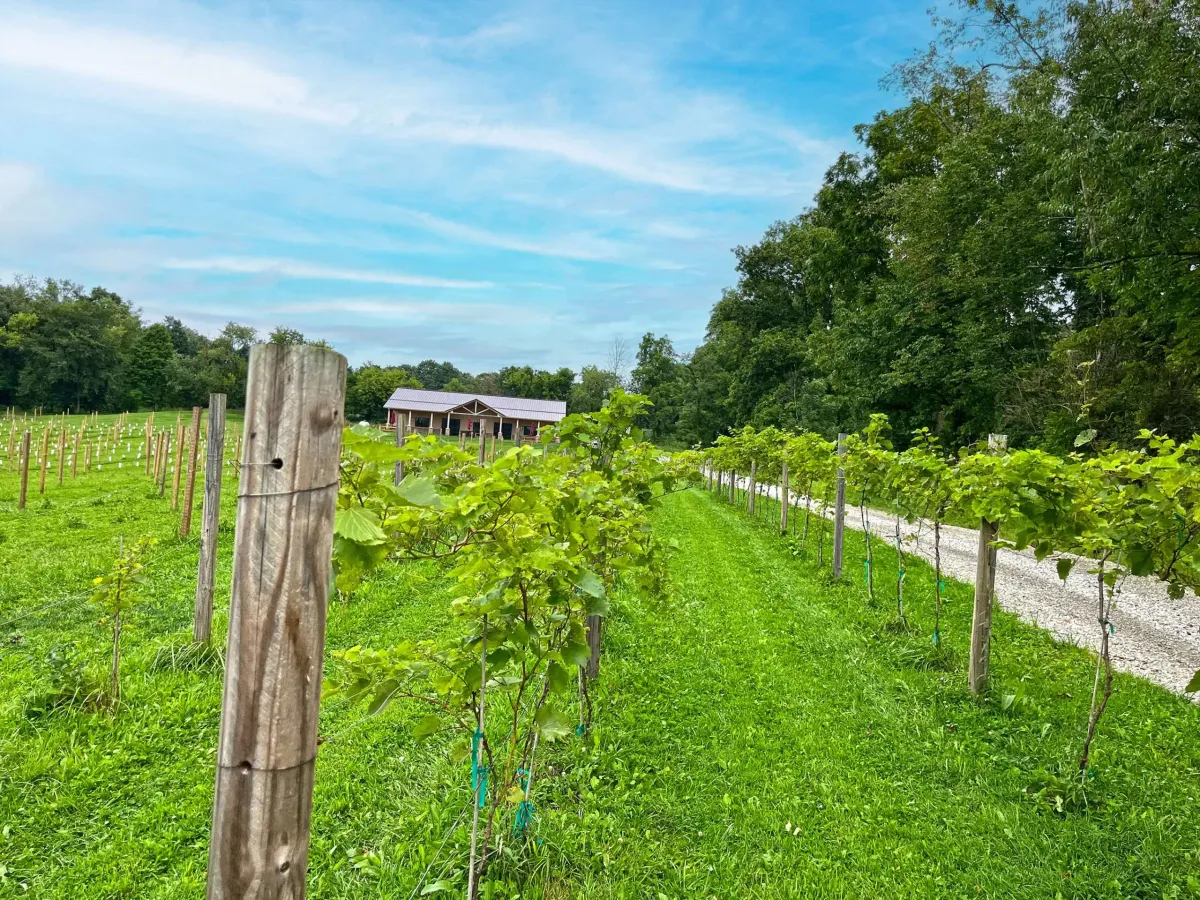 Hickory Vines Winery & Venue