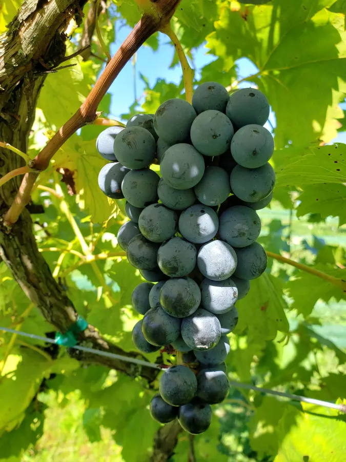 Das Weinhaus