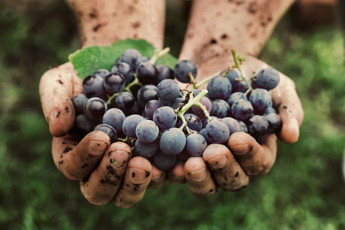 Emerine Estates Winery