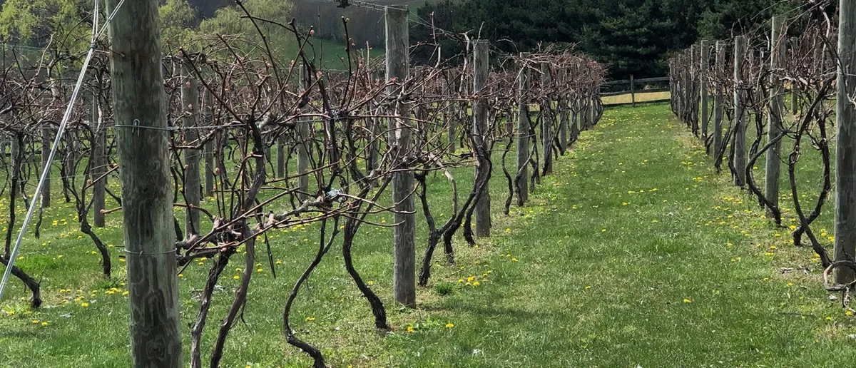 Doughty Glen Winery